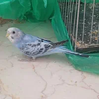 مرغ عشق