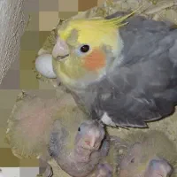 خریدار عروس ۴.۵روزه فروشی هم دارم نروماده دستی|پرنده|لاهیجان, لیالستان|دیوار