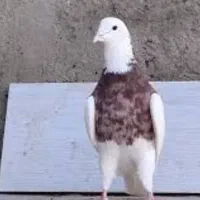 یدونه کبوتر طوقی گمشده چنمی‌دونم نر یا ماده