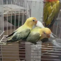 طوطی برزیلی خاص|پرنده|کاشان, شهرک امیرالمومنین|دیوار