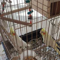 فروش عروس هلندی مولد نژاد لوتینو|پرنده|صائین قلعه, |دیوار