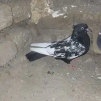 کفتر