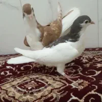 سلام جفت جوجه ساده‌درجه‌فروشی‌وکسن‌خورده|پرنده|خواف, |دیوار