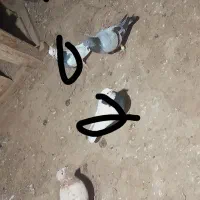 کفتر|پرنده|ضیاء آباد, |دیوار