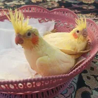 جوجه عروس هلندی