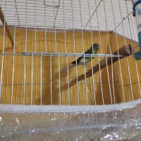 قناری ماده جوان پا جفت نرفته