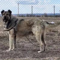 واگذاری سگ توله روتوایلر اصیل نگهبان گله