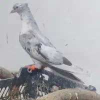 کوهی دمسفیدشکلاتی رامشیر