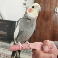 عروس هلندی نر و ماده (نر سخنگو)