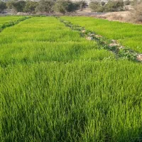 بذر و نشاء پیاز قرمز اناری