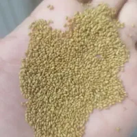 بذر یونجه مایپا