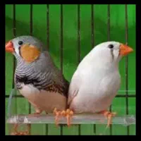 فنچ نر و ماده