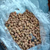 نخود(ساری نخود)