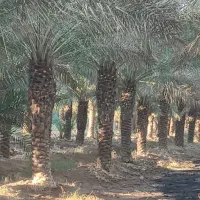 نخل و نهال مرکبات با قیمت مناسب و تحویل درباغ|خدمات باغبانی و درختکاری|یزد, |دیوار