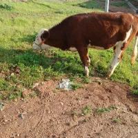 گوساله ماده سیمنتال اصل