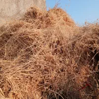 فروش یونجه صدرصد ارگانیک