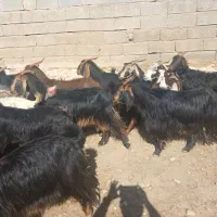 بز کهره دار