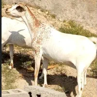 دوعدد بز سومال هیکلی دوقلوزا|حیوانات مزرعه|بندرعباس, |دیوار