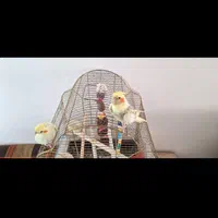 ۲ عدد عروس هلندی فول دستی|پرنده|قم, باجک یک|دیوار