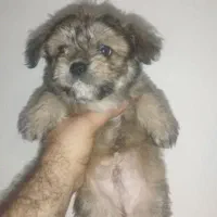 واگذاری سگ عروسکی