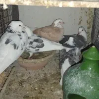 جوجه کفتر|پرنده|تهران, جیحون|دیوار