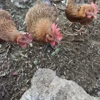 مرغ تخمگذار