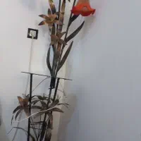 آباژور مدل علفی سه شاخه