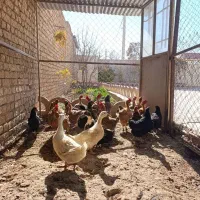 مرغ تخم گذار