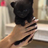 پامرین خرسی