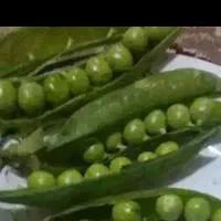 نخود فرنگی درشت