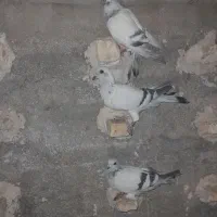 کفتر کبوتر|پرنده|شیراز, وزیرآباد|دیوار
