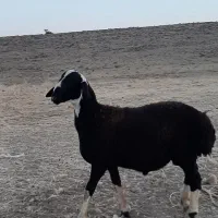 قوچ شال-چینی