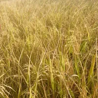 شالی سوزنی آب چشمه شن چال