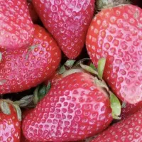 نشا توت فرنگی