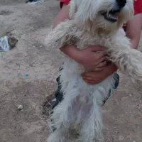 واگزاری سگ شیدزو باهوش