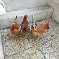 ۳مرغ تخم گذار جوان هیکلی و خروس جوان ومرغ دم تخم|حیوانات مزرعه|ایلام, |دیوار