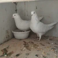 کفتر آسمان دیده