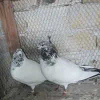 نرماده دهن جور