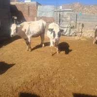 گاوفروشی|حیوانات مزرعه|چیتاب, |دیوار