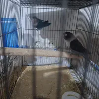 کوتوله برزیلی|پرنده|دزفول, |دیوار