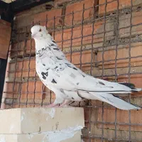 کفتر|پرنده|تهران, باغ خزانه|دیوار