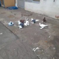 کبوتر|پرنده|تبریز, |دیوار