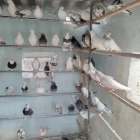 کبوتر کفتر هما ماهرو شازده پشدار