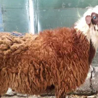 گوشت گوسفند گوشت گوساله