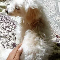 سگ خانگی|سگ|گله دار, |دیوار