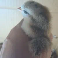 جوجه گلپایگانی(رسمی)و برهما