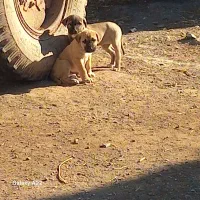 تولهسرابی|سگ|سراب, |دیوار