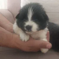 پامر روباهی|سگ|شاهرود, |دیوار