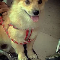 سگ پامر|سگ|اردکان, |دیوار