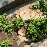 سوئیت ۶۰متری